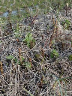 rblog-20150302183347-01.jpg