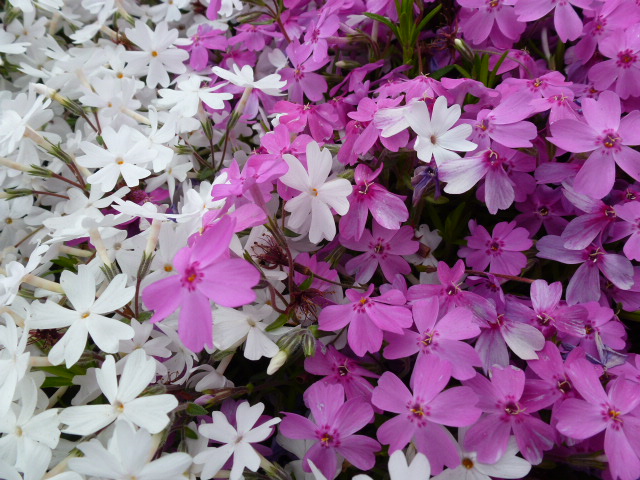 26 芝桜