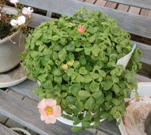 オキザリス コモサの開花 のんびりガーデニング 楽天ブログ