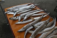IMG_2302.jpg