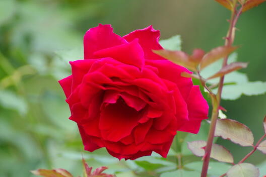 日比谷公園の秋薔薇