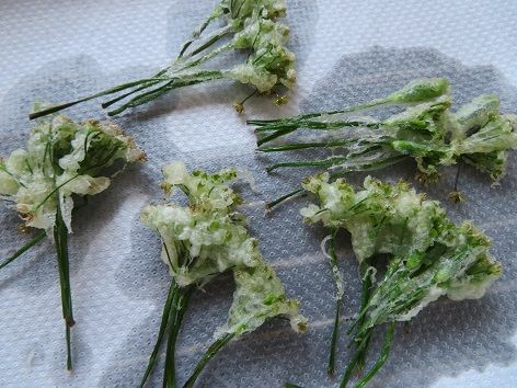 シュウメイギク ニラの花の蕾の天ぷら 一人ランチ 静かな時が流れる 風の庭 楽天ブログ