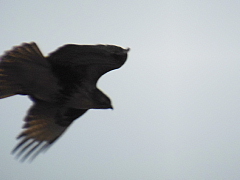 conv0379.JPG