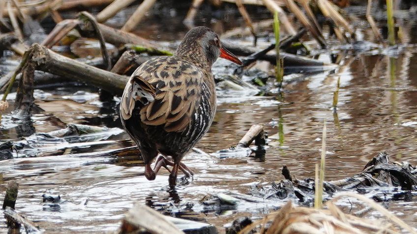 あまり身近でない野鳥たち 手賀沼湖畔にて ④ | アウトドア親爺