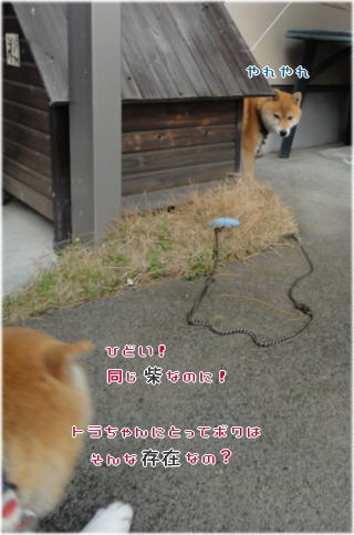 トラちゃんち3.jpg