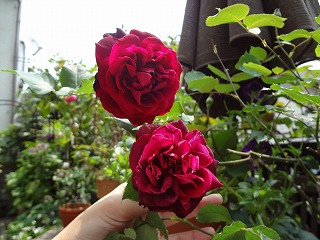DSC00805.jpg