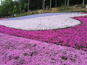 芝桜－６.jpg