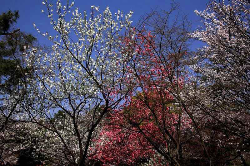 京都御苑・ハナモモ_003.jpg