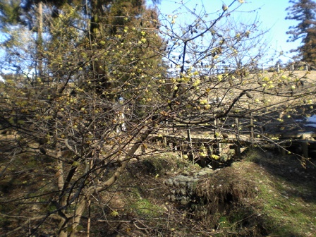 CIMG9799.JPG