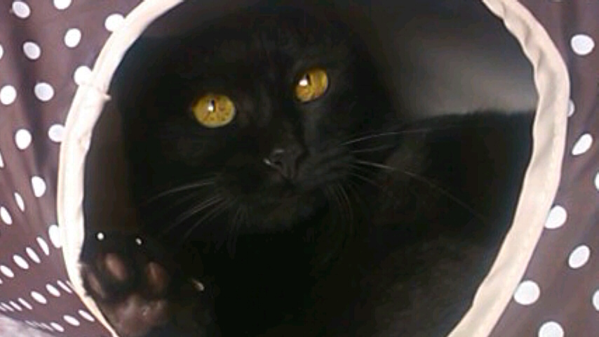 20150809みーこ8-3