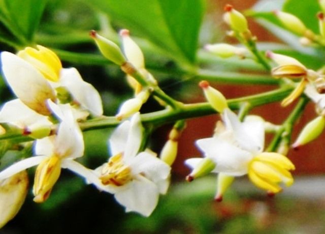 南天の白い花 花と蕎麦とリハビリと 楽天ブログ