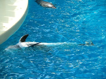 背泳ぎ.jpg