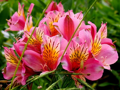 スカシユリ　6.2　2016　ｐ