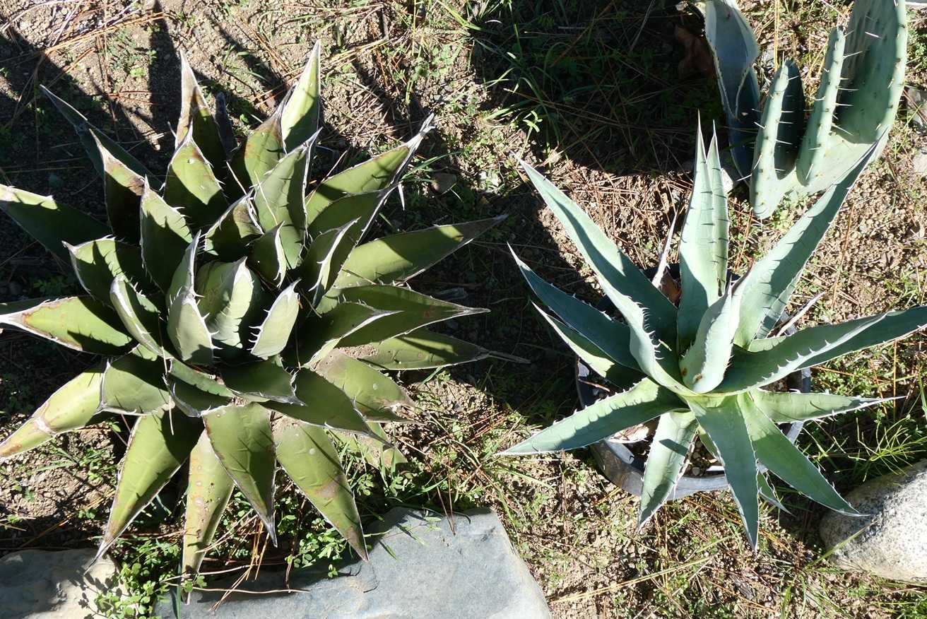 アガベ・パープソラム(Agave purpusorum)～ハウス育ちの鉢植え苗