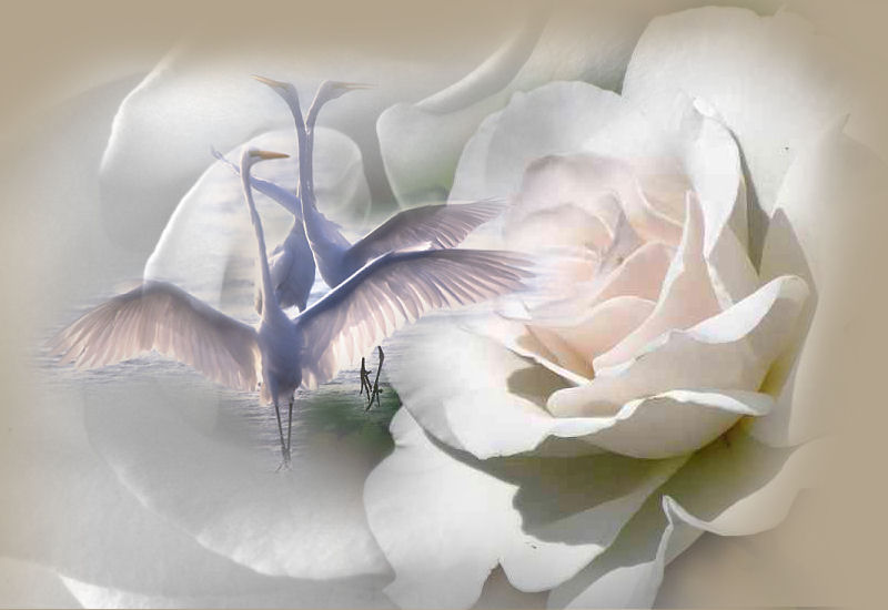 cisne.jpg