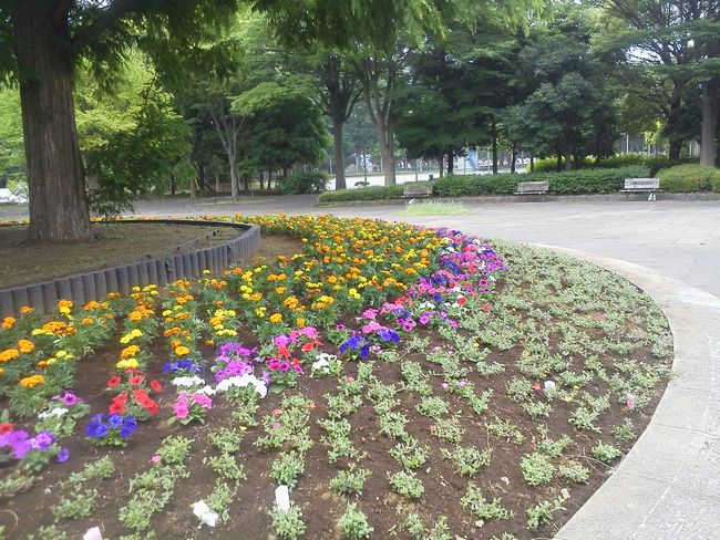 花壇の花.JPG