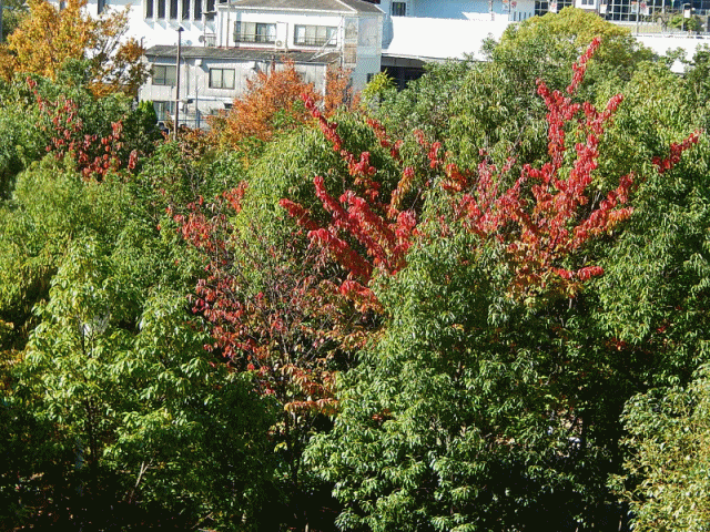 紅葉