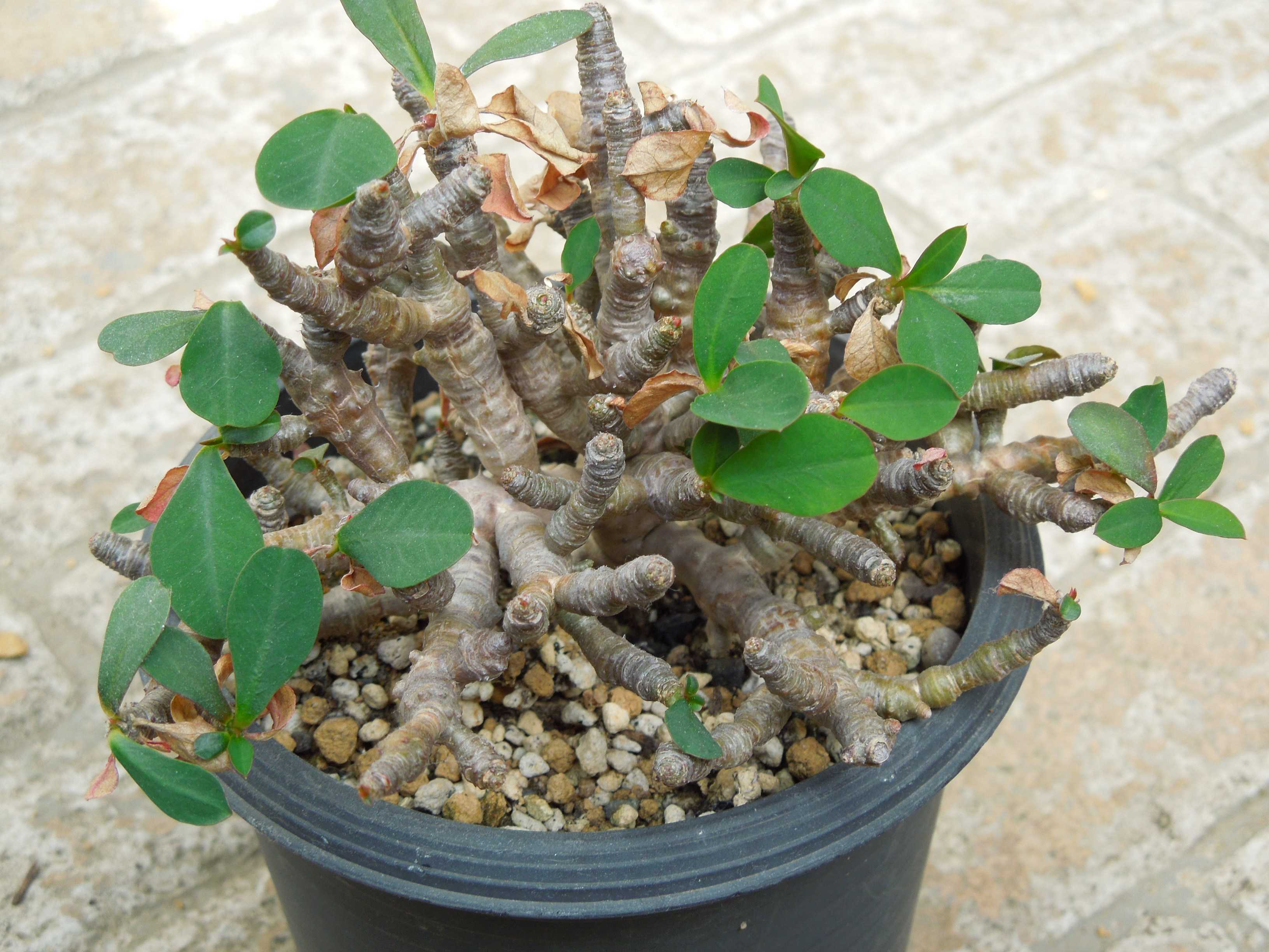 Euphorbia capsaintemariensis ユーフォルビア カプサインテマリ 