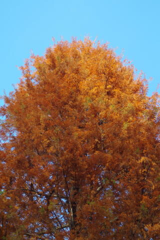 井の頭恩賜公園の紅葉