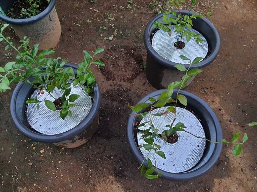 ブルーベリーの植え替え 趣味と生活のブログ 楽天ブログ