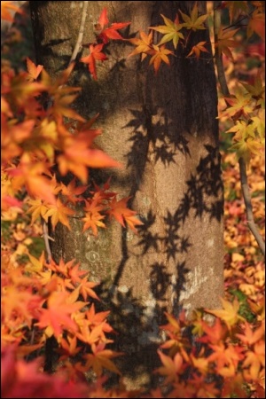 11月-7 夕陽に染まる