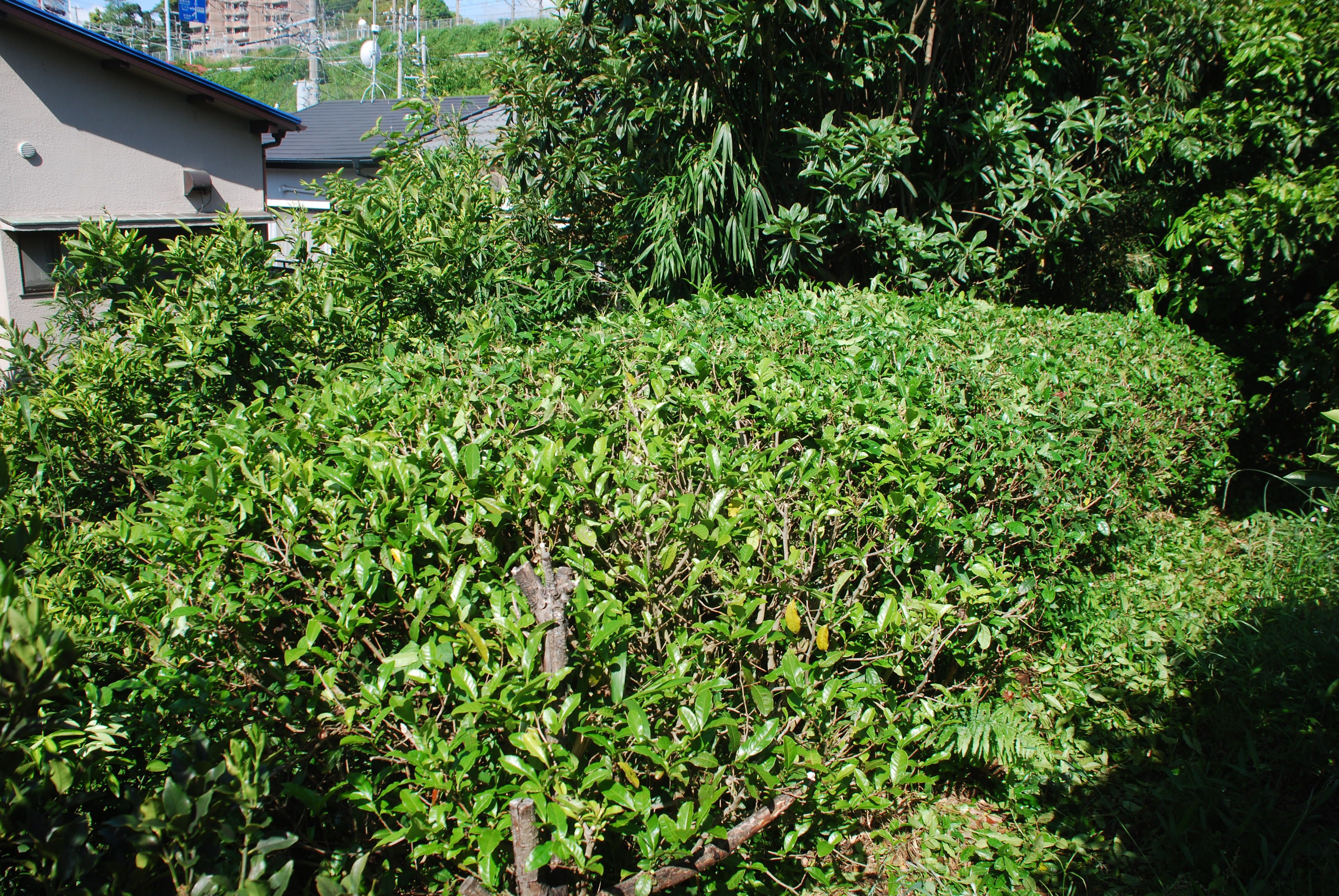 茶摘みした後に お茶の木の整枝剪定を始めています みかんの木を育てる 四季の変化 楽天ブログ