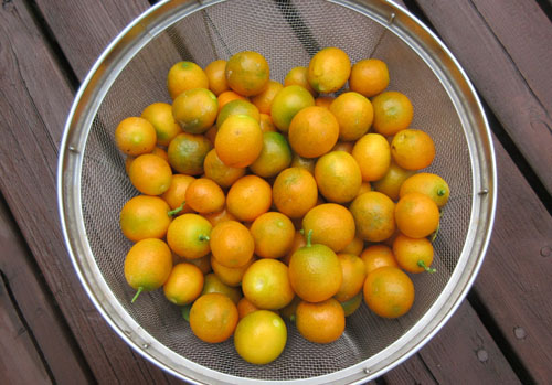 キンカン収穫.jpg