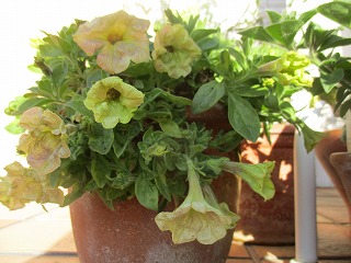 IMG_5598ss.jpg