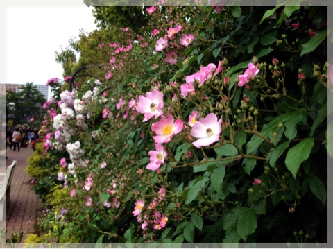 ローズ&ハーブガーデン