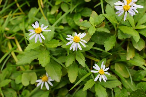 4_11_12gf06172 - コピー.jpg