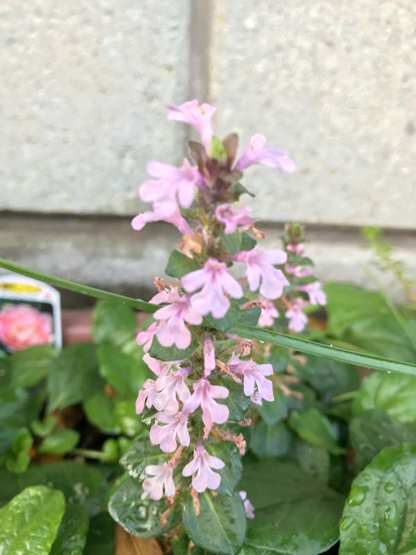 rblog-20180429182659-00.jpg