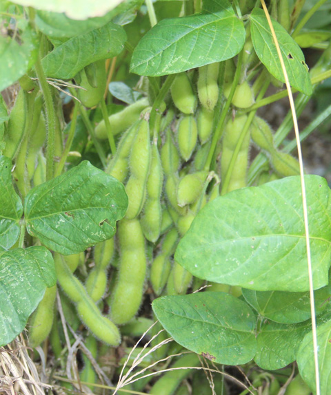 Harvest in Minobu 07