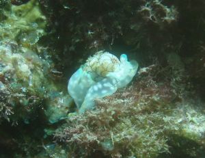 コンシホリガイ