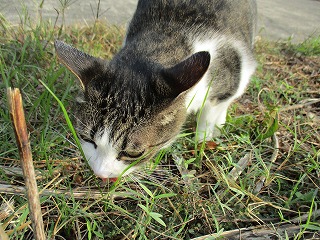 IMG_1038ss.jpg