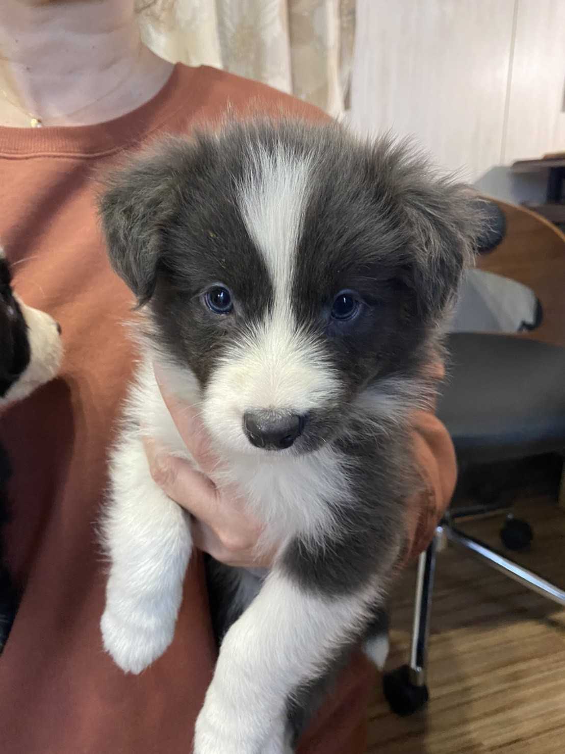 21 01 02 ブルー ホワイト Or ブラック ホワイト かなを ボーダーコリー 成長記録 楽天ブログ 21 01 02 ブルー ホワイト Or ブラック ホワイト かなを ボーダーコリー 成長記録 楽天ブログ