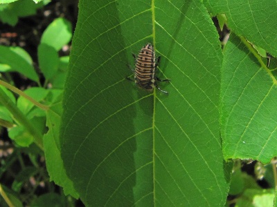 IMG_2158　カメノコテントウ.jpg