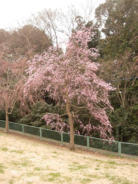 枝垂れ桜