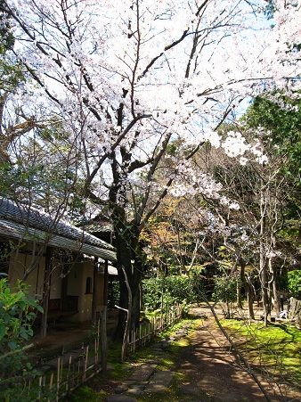 桜・２.jpg