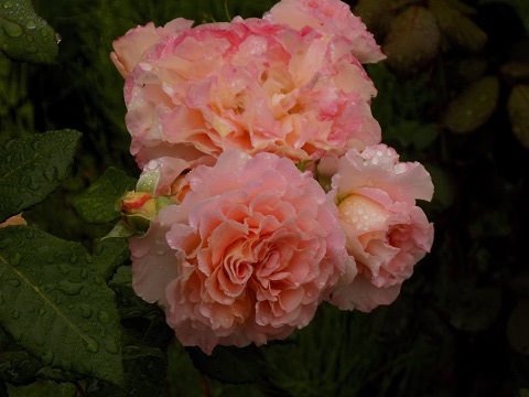 DSCN3904.JPG