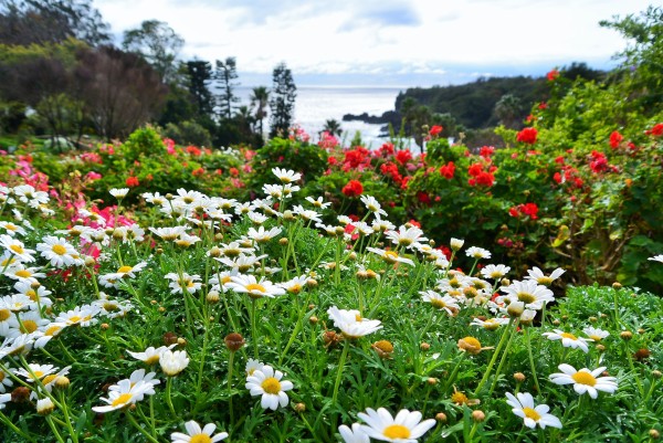 伊豆四季の花公園　伊豆高原　パルテール撮影