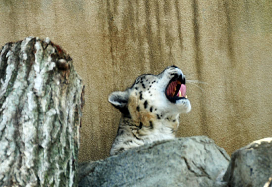 ユキヒョウ２