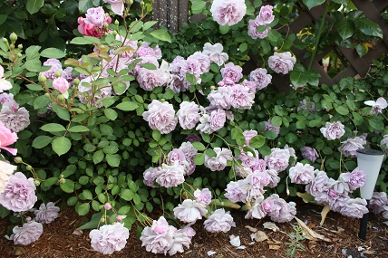 IMG_0718.JPG