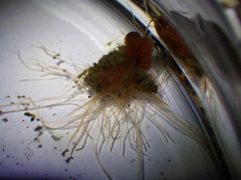 環形動物　多毛綱（Polychaeta）の種4　水深300m　熊野灘