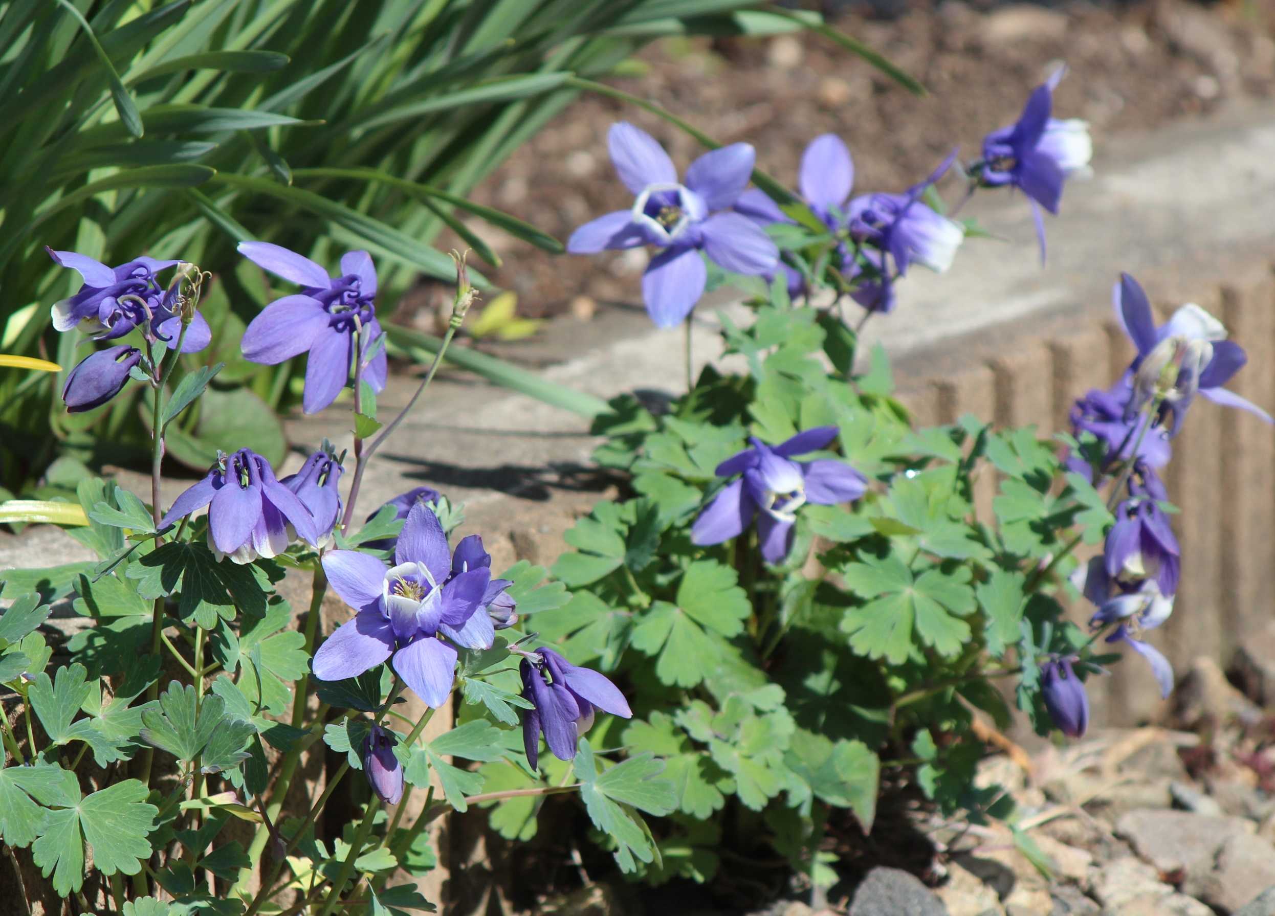 11ページ目の 植物 つれづれ日記 楽天ブログ