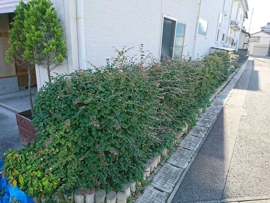 トキワマンサクの剪定 休日は薪集め 続き 楽天ブログ