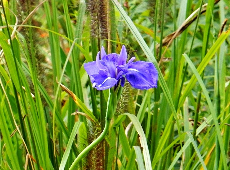 カキツバタ2.JPG