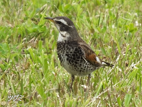 東京港野鳥公園にて