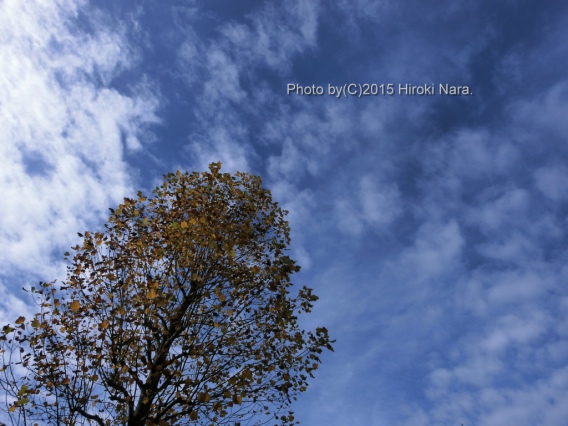 光景　sight0384　紅葉
