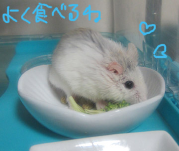 最近よく食べてる.jpg