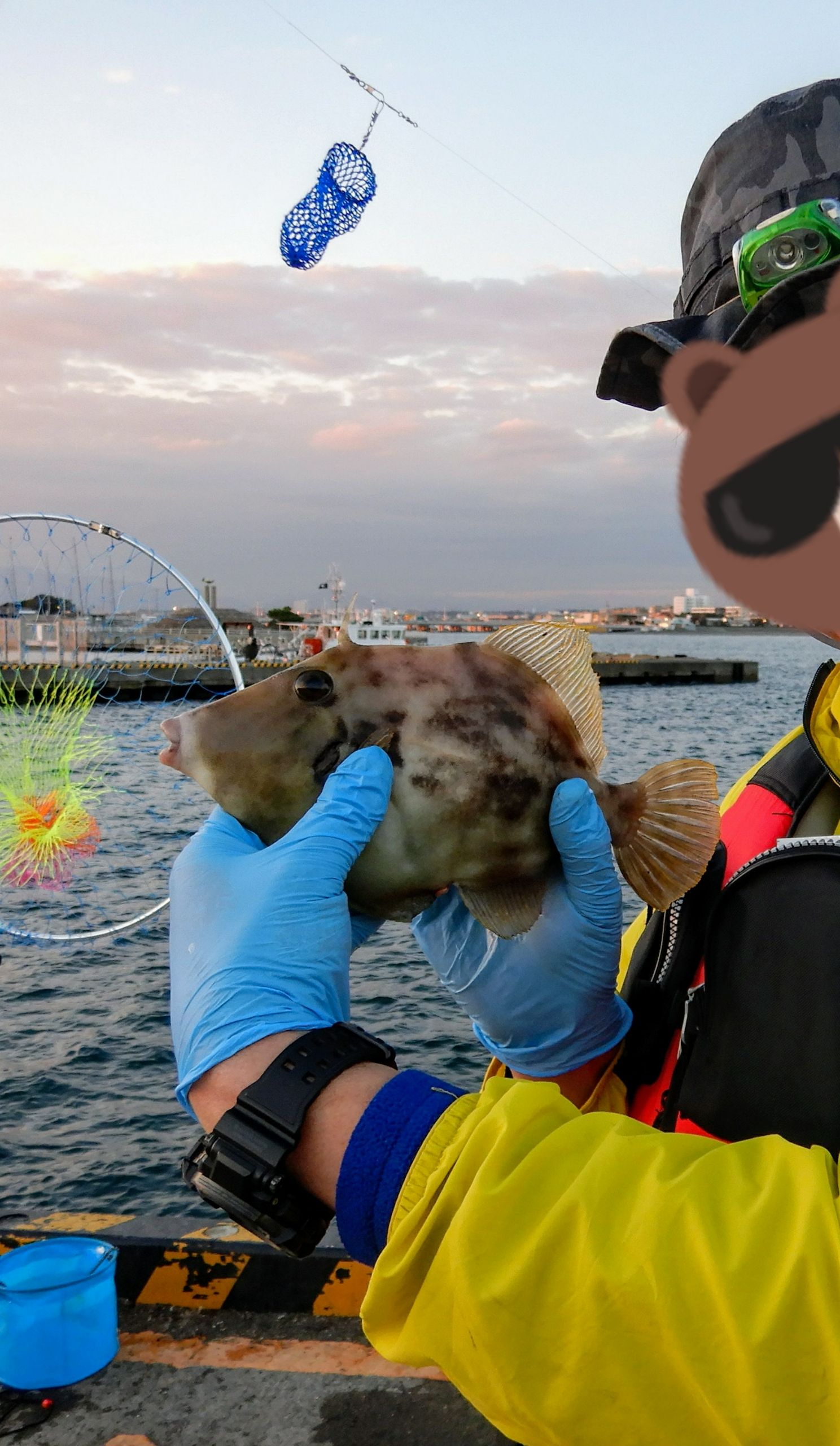 午後から江ノ島でちょい釣り カワハギ27cmが釣れて嬉しかった Gato Negro 安心してください 毛玉 吐いてますよ 楽天ブログ